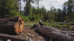 Best Lot and Land Clearing  in Terville, WA