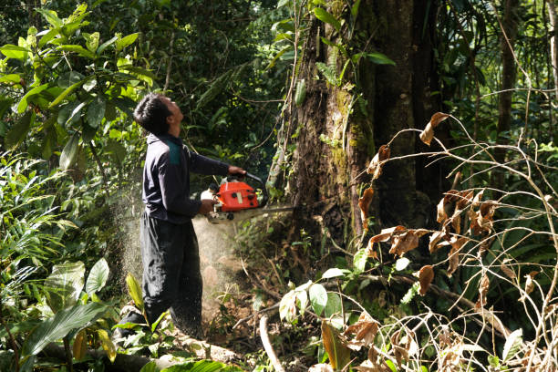 Best Emergency Tree Removal  in Terville, WA